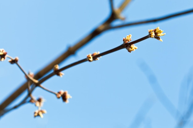 Green buds on apple tree twig