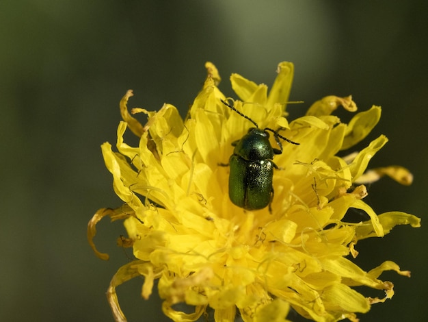 Green bug macro on yellow flower