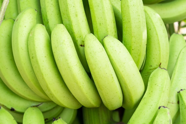 Green bunches of Cavendish banana