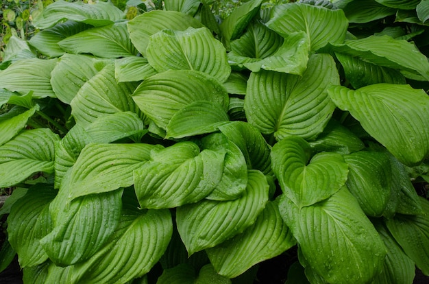 Green bush of Hosta with beautiful leaves in summer. Decorative plant for garden. Green life concept. Nature background image.