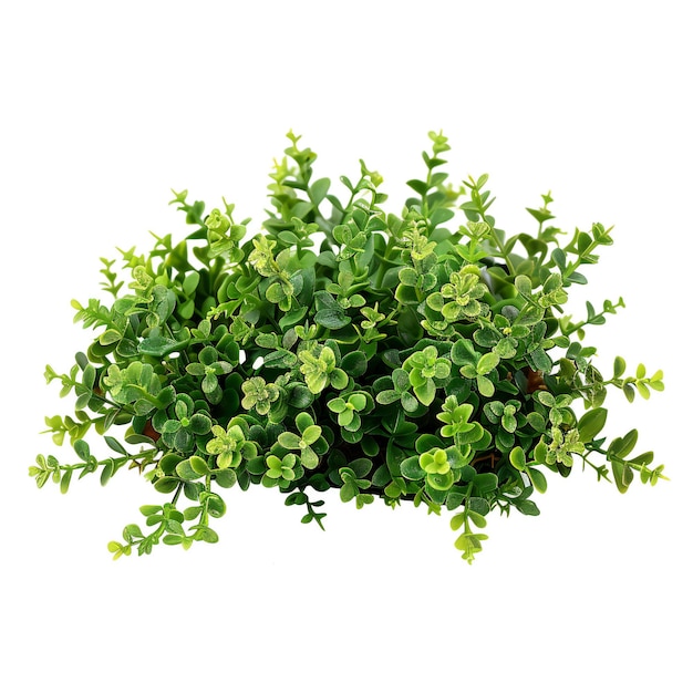 Green bush isolated on white background Top view Flat lay