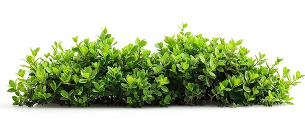 Green Bush Isolated on White Background