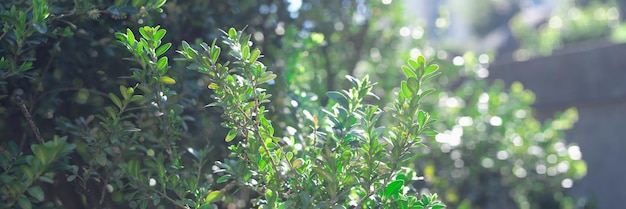 Green bush plants in sunlight in garden closeup beautiful city parks concept