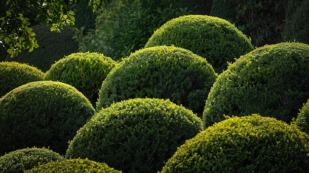 Photo a green bush with a green top and a bush in the middle