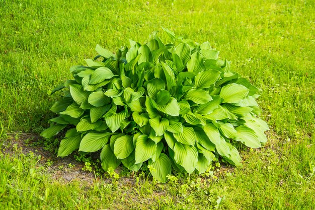 Green bush with large leaves on a green grassy meadow.