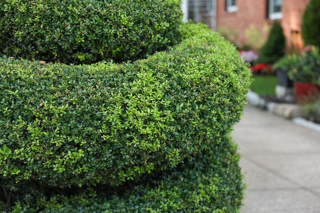 A green bush with a white flower pot in front of it.