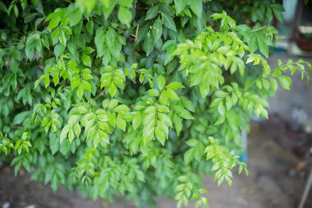 Green bushes background with fresh leaves texture