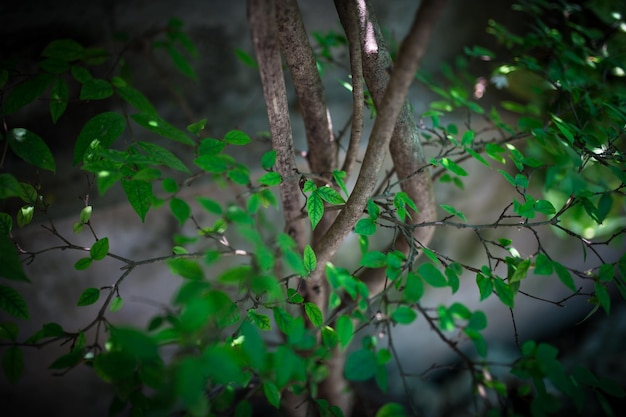 Green bushes background with fresh leaves texture