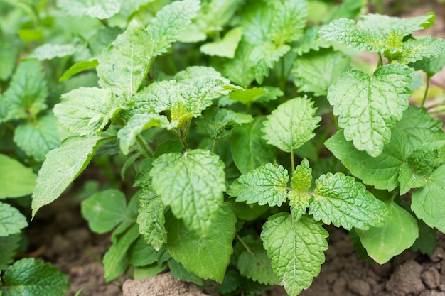 Green bushes of fragrant mint grow