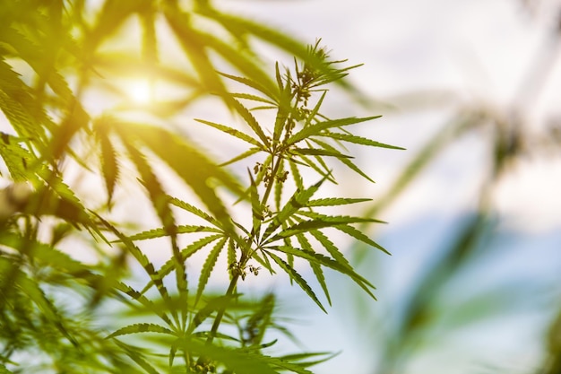 Photo green bushes of marijuana close up view of a young medical marijuana cannabis bud