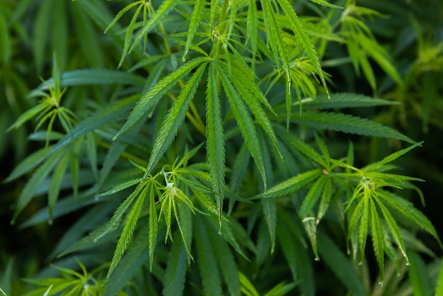 Green bushes of marijuana Close up view of a young medical marijuana cannabis leaves