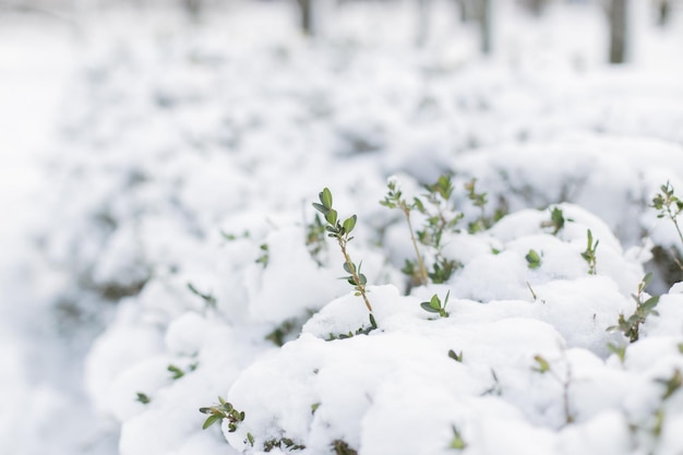 Green bushes in the snow