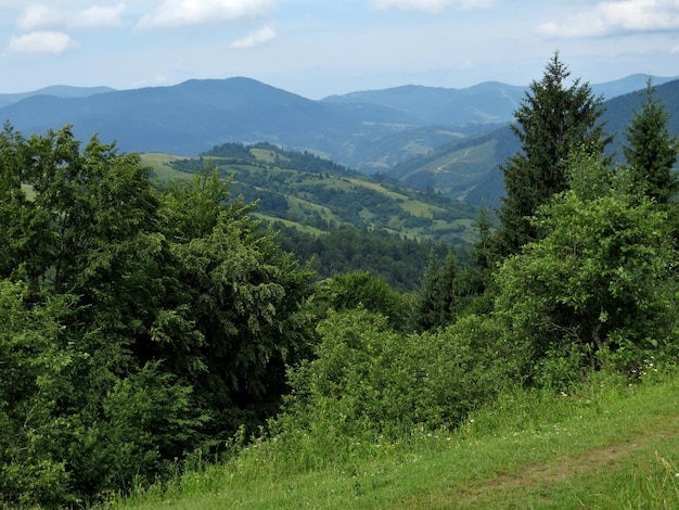 Green bushes and trees near the mountain trail on a background of mountains