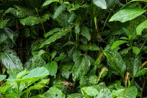 Green bushes in tropical country background