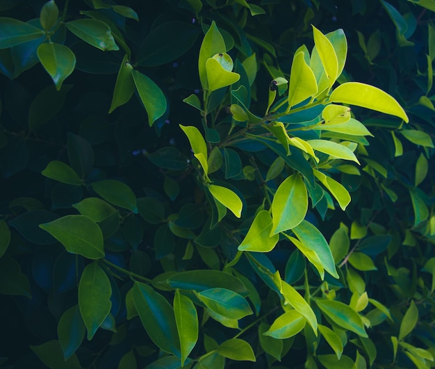 Green bushes used to decorate the gardenbackground