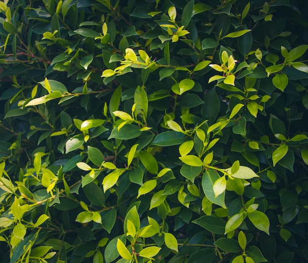 Green bushes used to decorate the gardenbackground