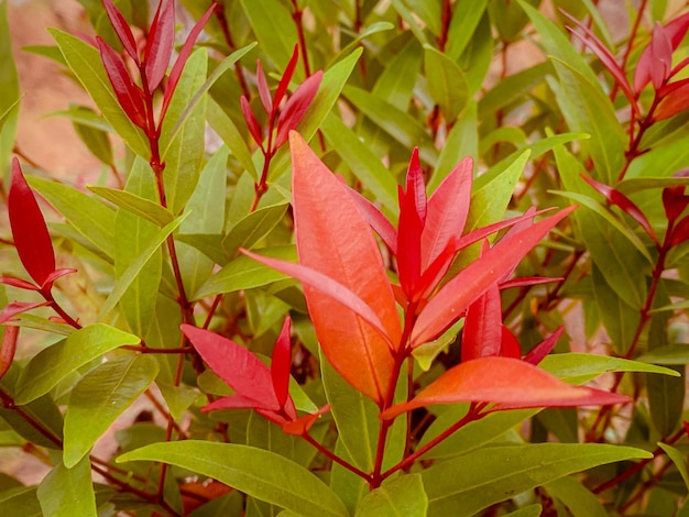 Green bushes used to decorate the gardenbackground