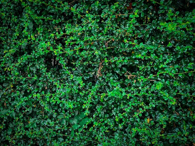 Green bushes used to decorate the gardenbackground