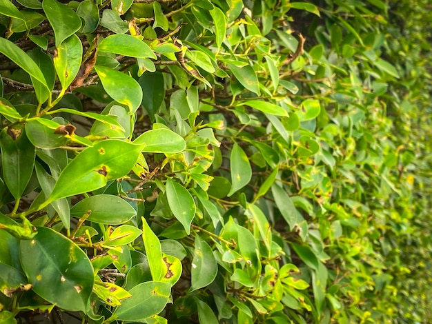 Green bushes used to decorate the gardenbackground