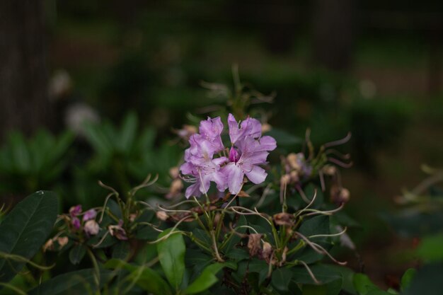 Green bushes with pink and white flowers