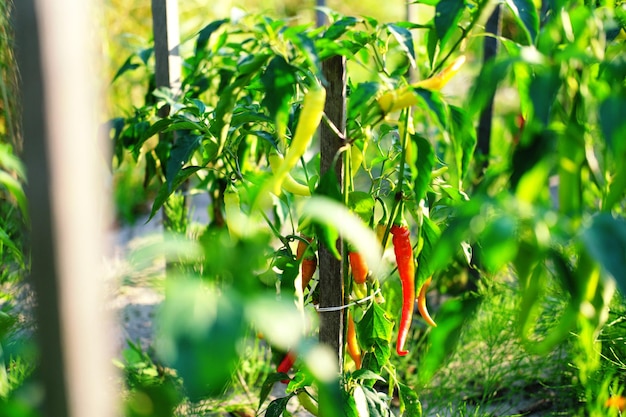 Green bushes with red chili peppers grow on the beds in the vegetable garden Horizontal photo