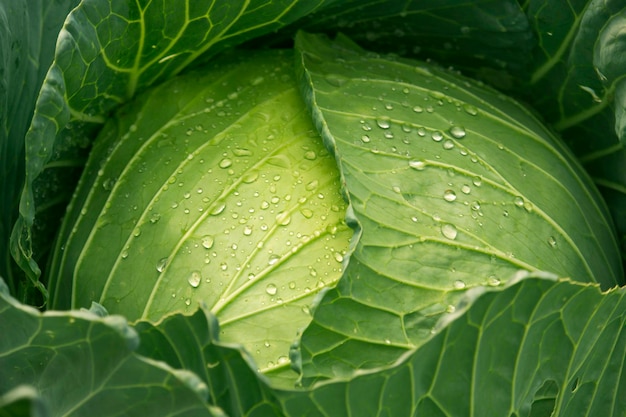 Green cabbage in the garden