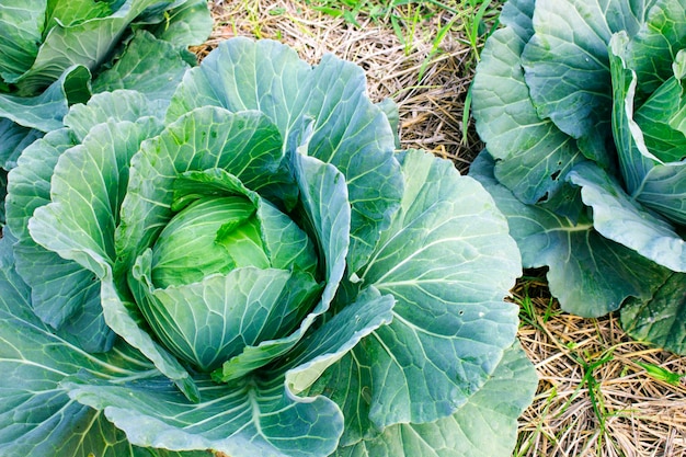 Green cabbage in the garden