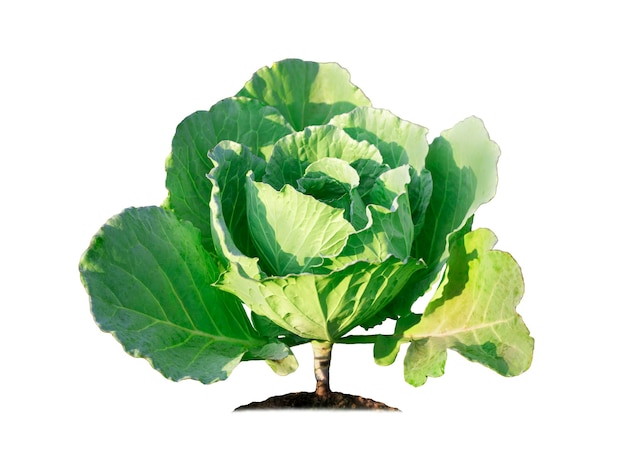 Green cabbage isolated on white background with clipping paths for graphic design