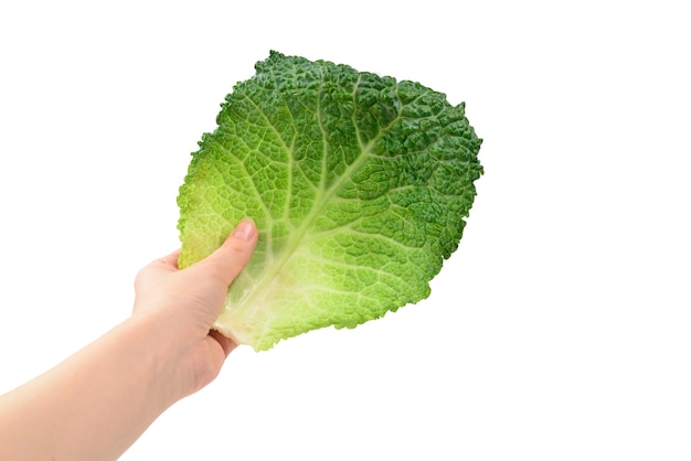 Green cabbage isolated on white wall. In woman hands.