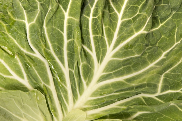 Green cabbage leaf