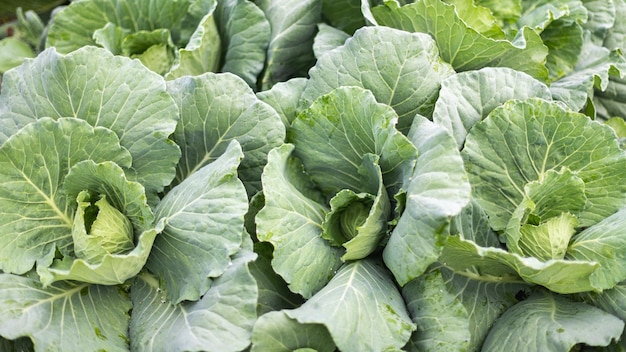 Green Cabbage in Organic FarmConcept of clean safe healthy food