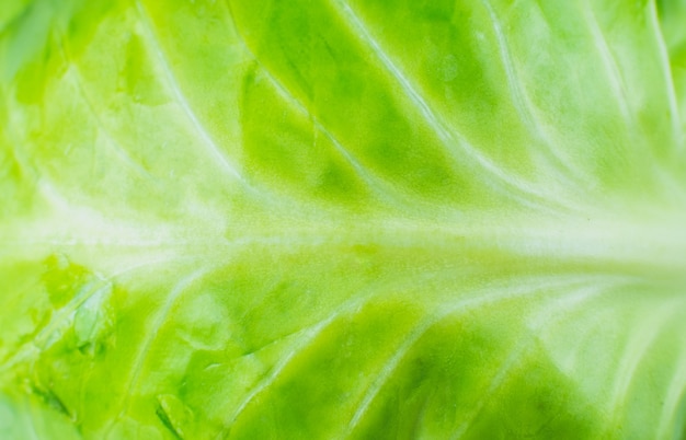 Green cabbage texture background. Close up. Macro photo.