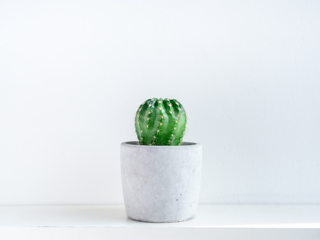 Green cactus in concrete pot.