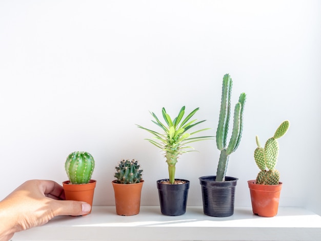 Green cactus in concrete pots on white shelf.