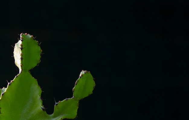 Green cactus on dark background