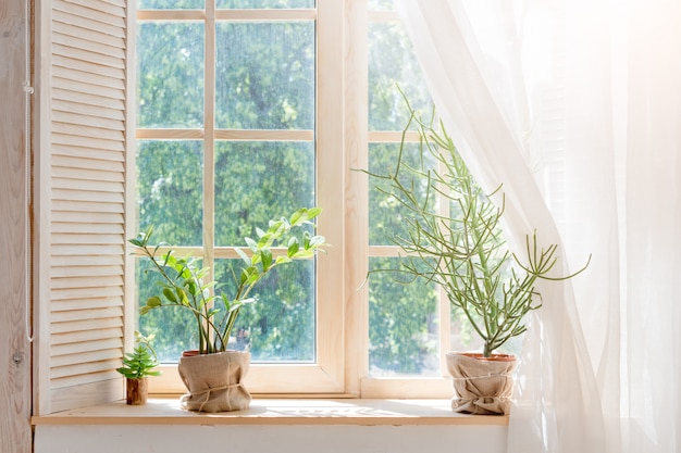 Green cactus, succulents on the windowsill with light soft