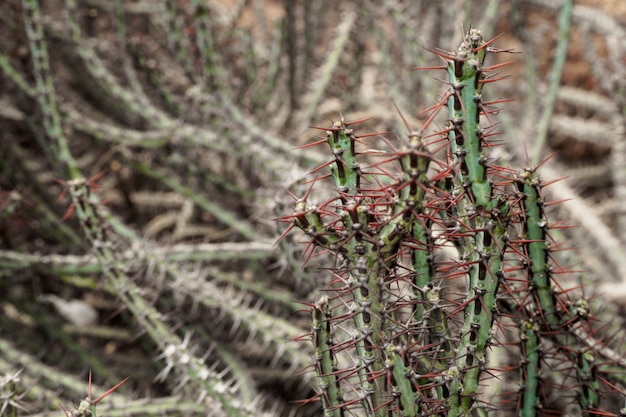 Green cactus tropical plant texture background