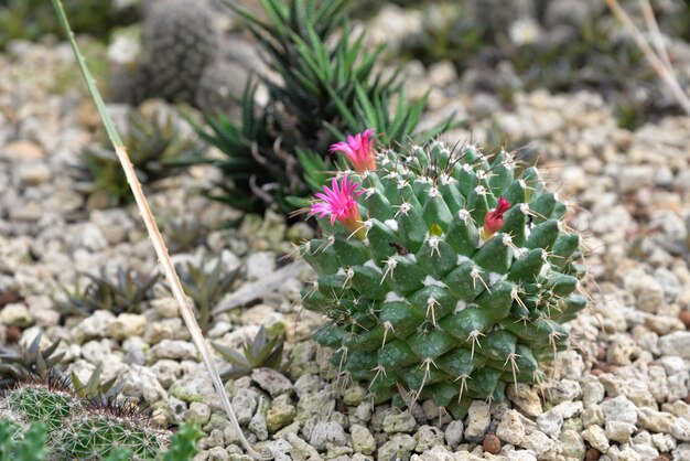 Green Cactus with Pink Flower