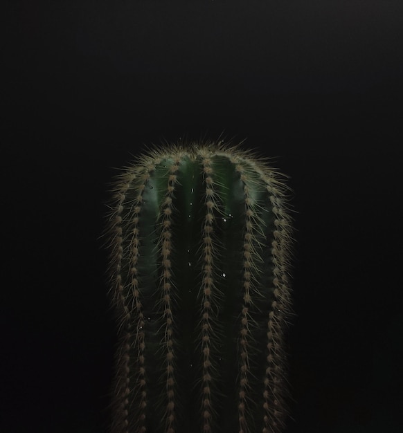 Green cactus with water drops on black background