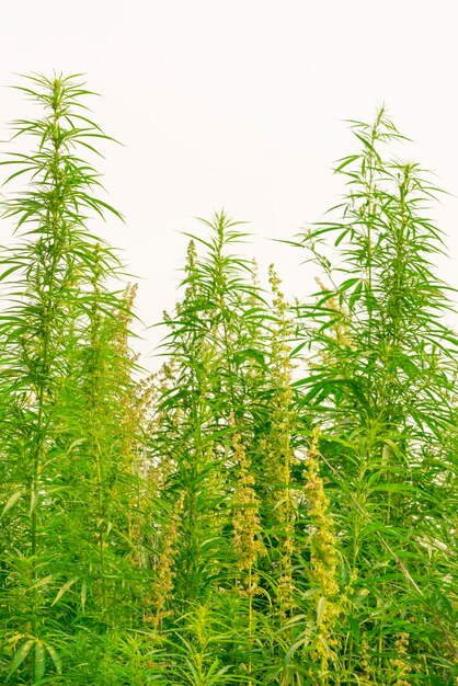 Green cannabis bushes on a white background