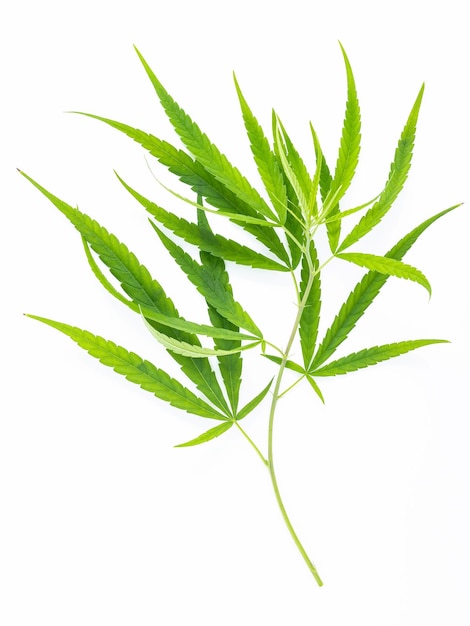 Green cannabis leaves isolated on white background .