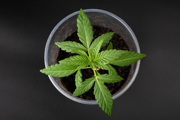 Green cannabis sprout in a glass young marijuana plant on a dark background