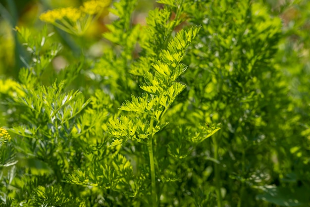 Green carrots while growing in the field