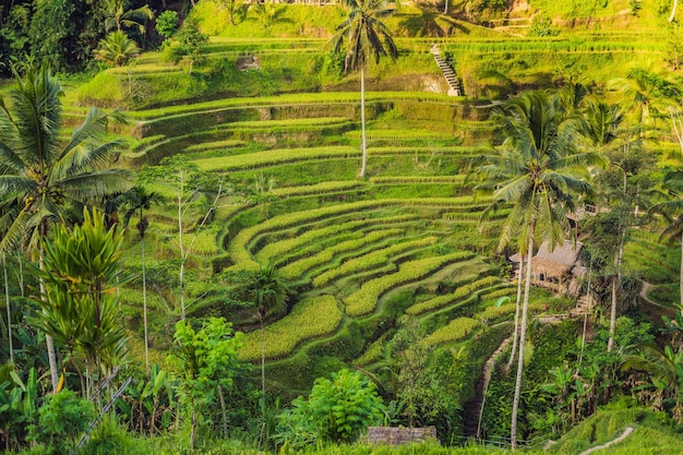 Green cascade rice field plantation at Tegalalang terrace. Bali, Indonesia.