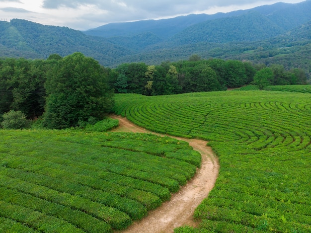 Green cascades of tea plantations high in the mountains. Green tea bushes on a farm in Sochi