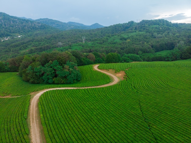 Green cascades of tea plantations high in the mountains. Green tea bushes on a farm in Sochi