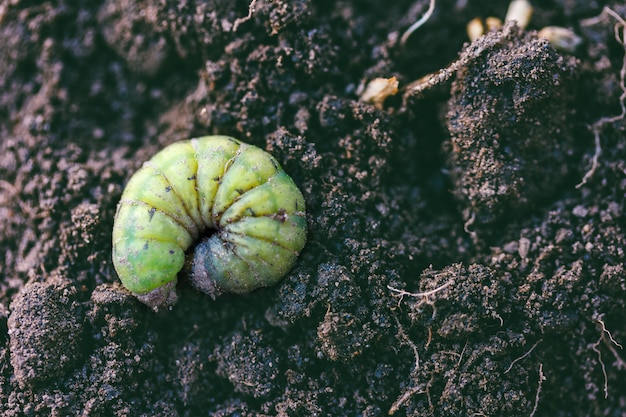 Green caterpillar curled up against the ground background