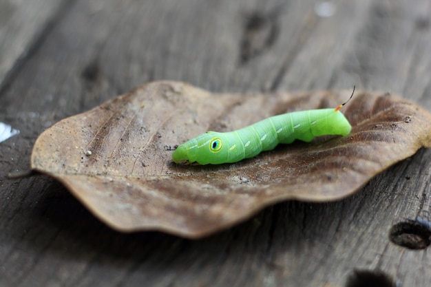 green caterpillar on leaf