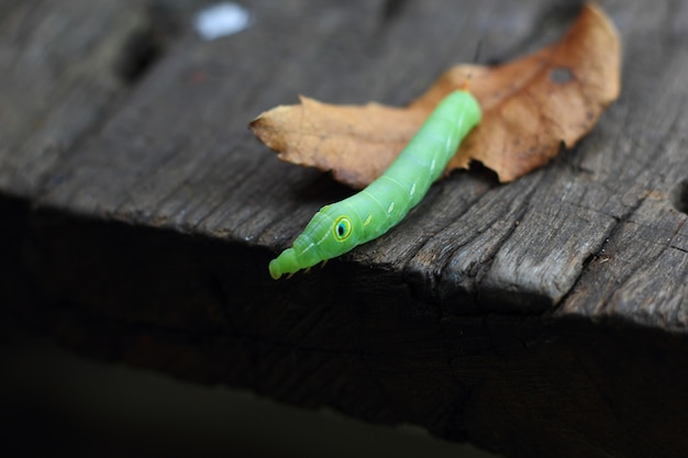 green caterpillar on leaf