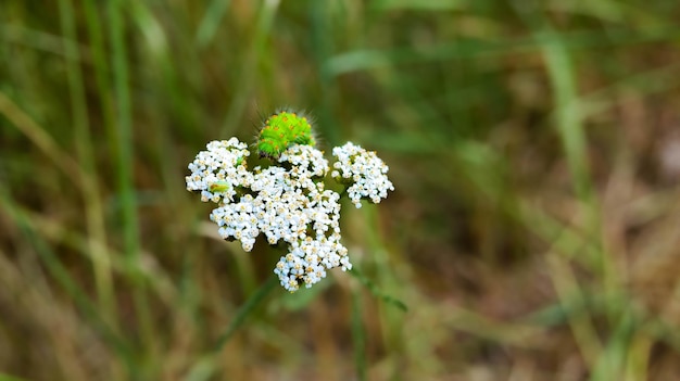 Green caterpillar on a white wild flower in a field.